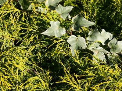 雑草対策イメージ｜ザ・パークハウスグラン南青山