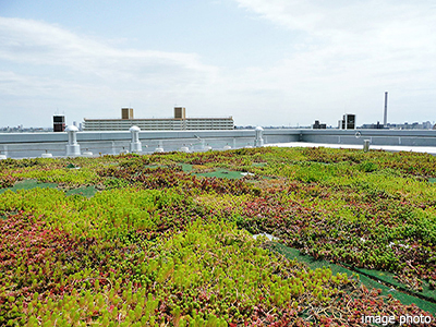 屋上緑化｜ザ・パークハウスグラン南青山