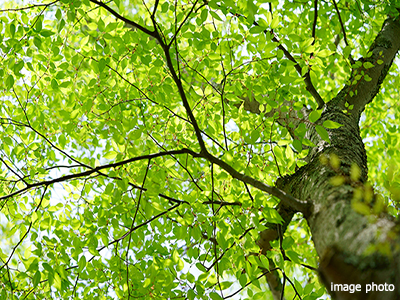 植栽イメージ｜ザ・パークハウスグラン南青山